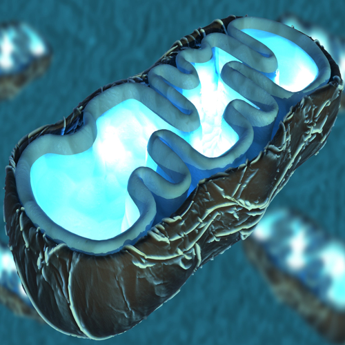 More Mitochondria information, news and resources