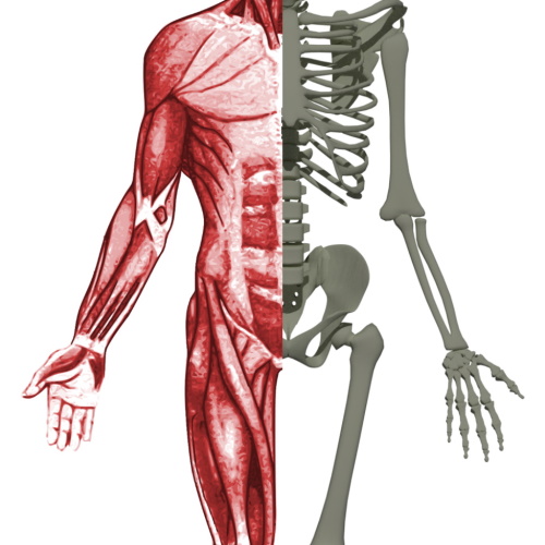 More Musculoskeletal information, news and resources