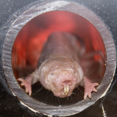 Naked mole-rat DNA repair may hold key to longer human life