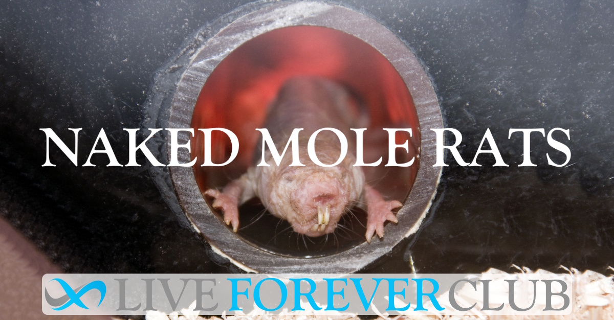 Naked Mole Rats