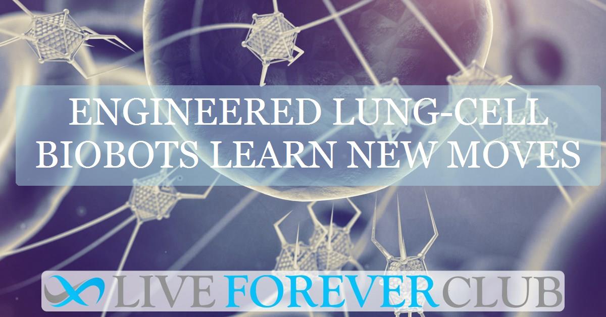 Engineered lung-cell biobots learn new moves