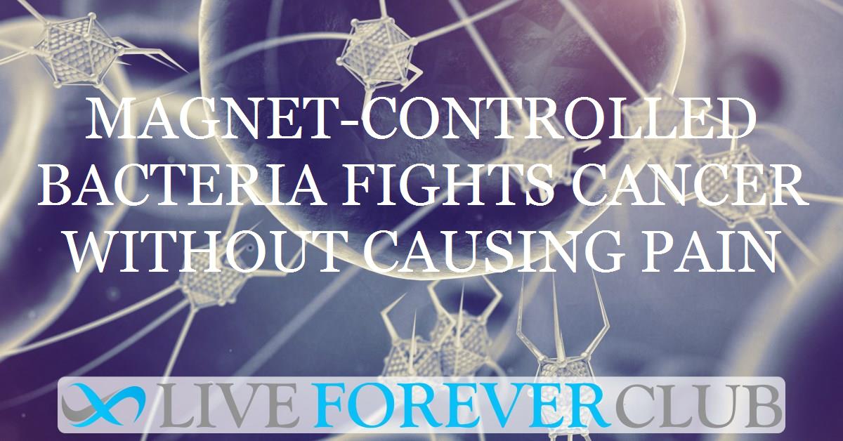 Magnet-controlled bacteria fights cancer without causing pain