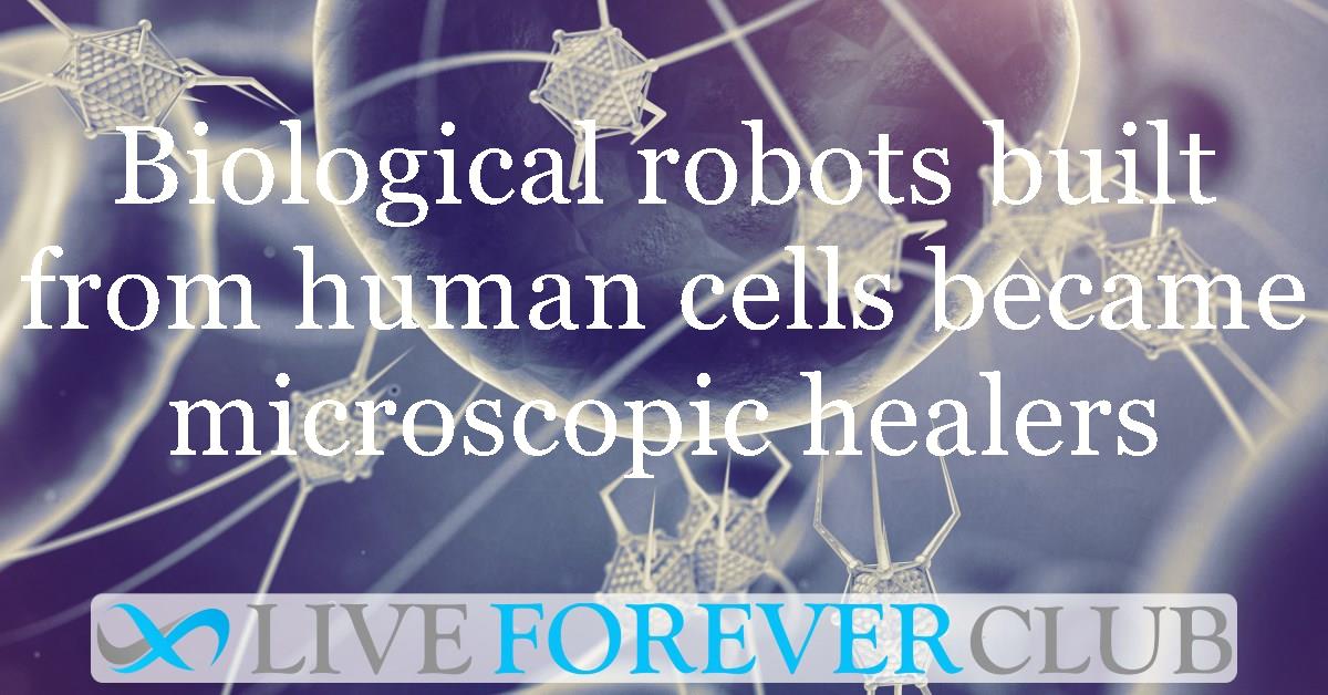 Biological robots built from human cells became microscopic healers