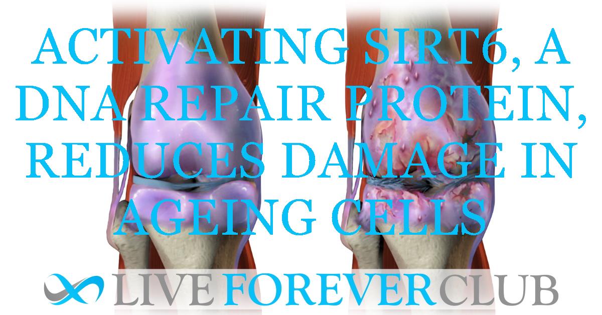 Activating SIRT6, a DNA repair protein, reduces damage in ageing cells