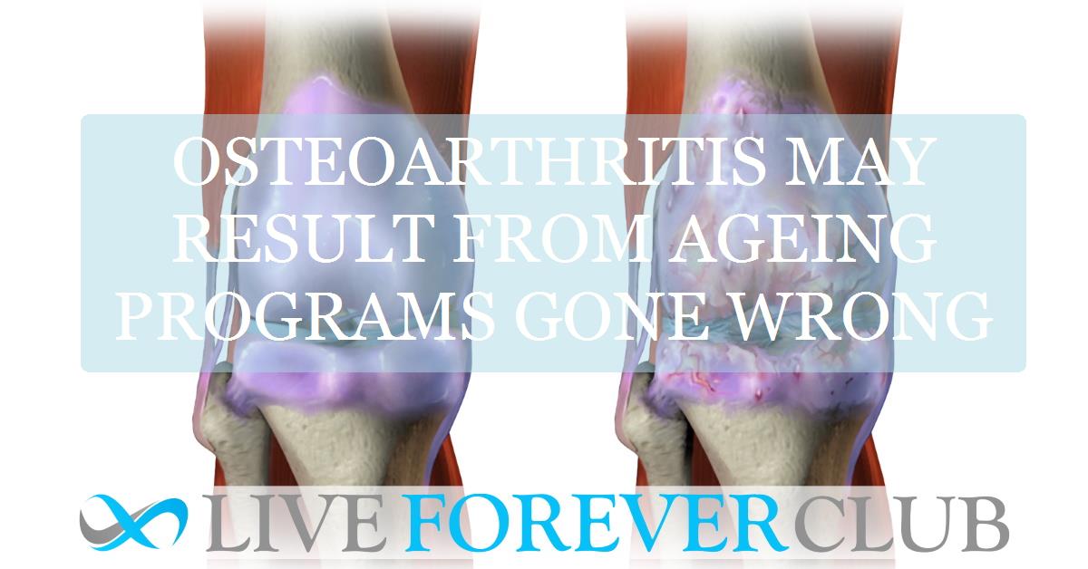 Osteoarthritis may result from ageing programs gone wrong