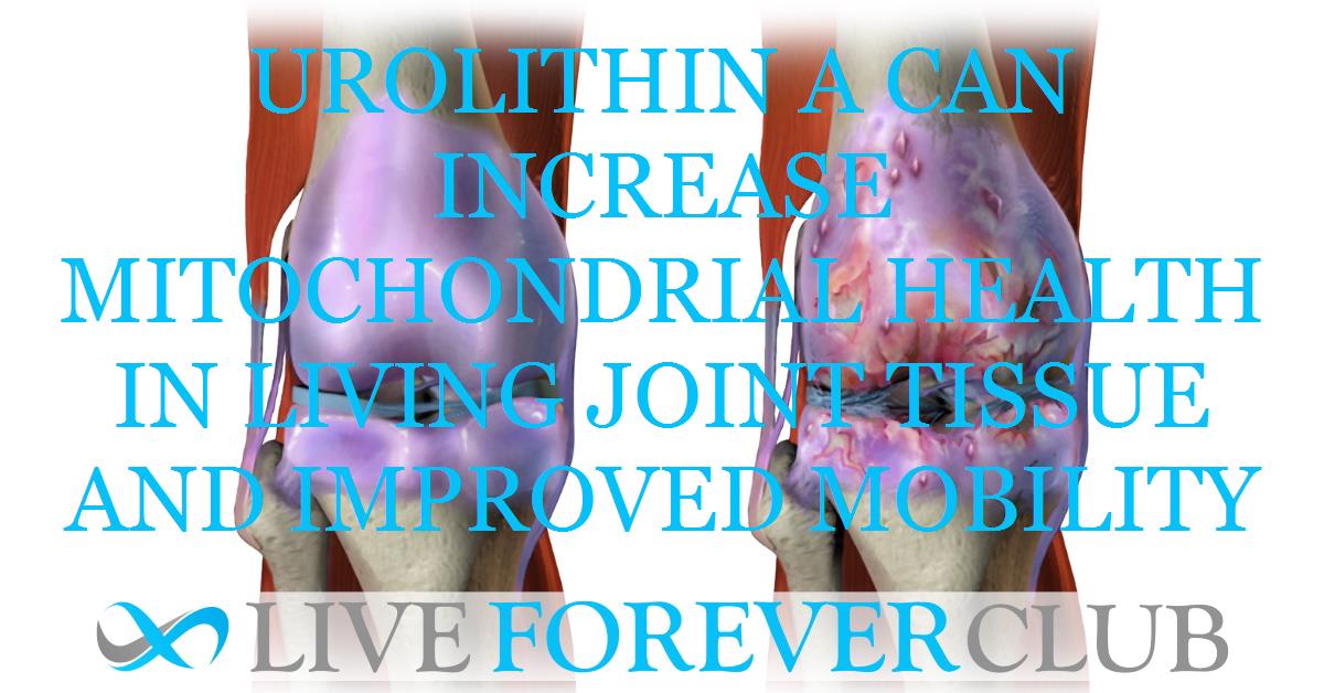 Urolithin A can increase mitochondrial health in living joint tissue and improved mobility