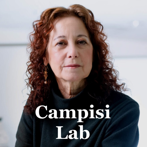 Campisi lab information and news