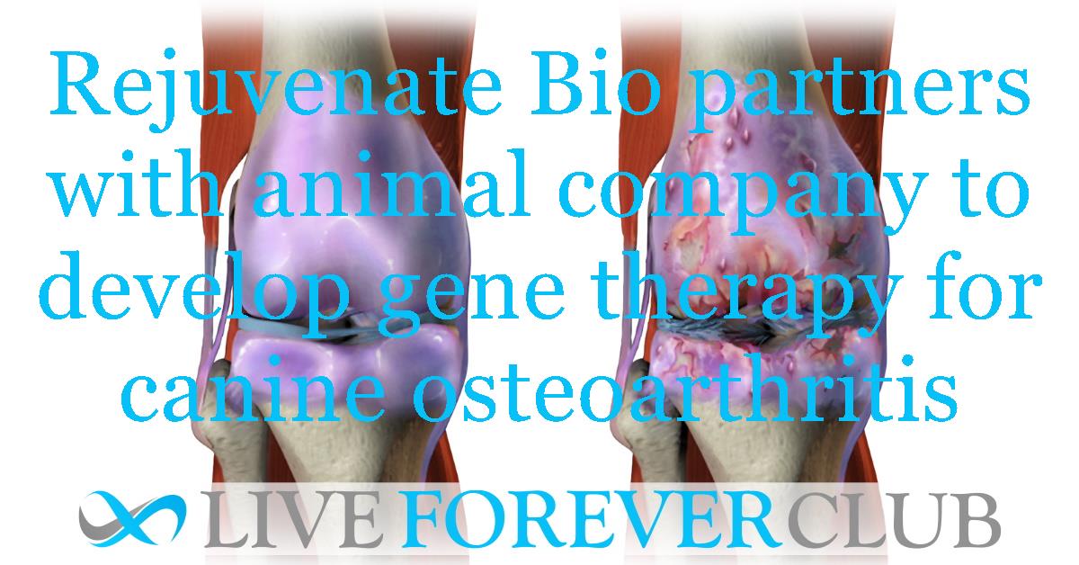 Rejuvenate Bio partners with animal company to develop gene therapy for canine osteoarthritis