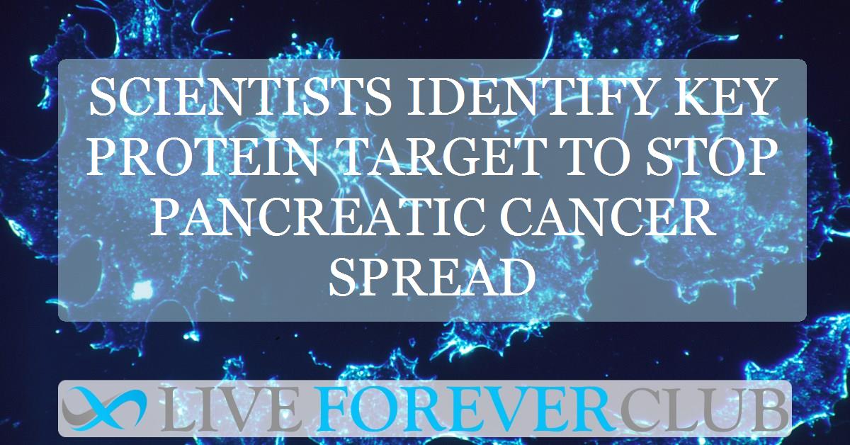 Scientists identify key protein target to stop pancreatic cancer spread