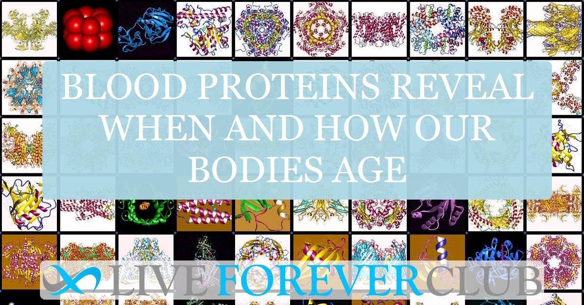 Blood proteins reveal when and how our bodies age