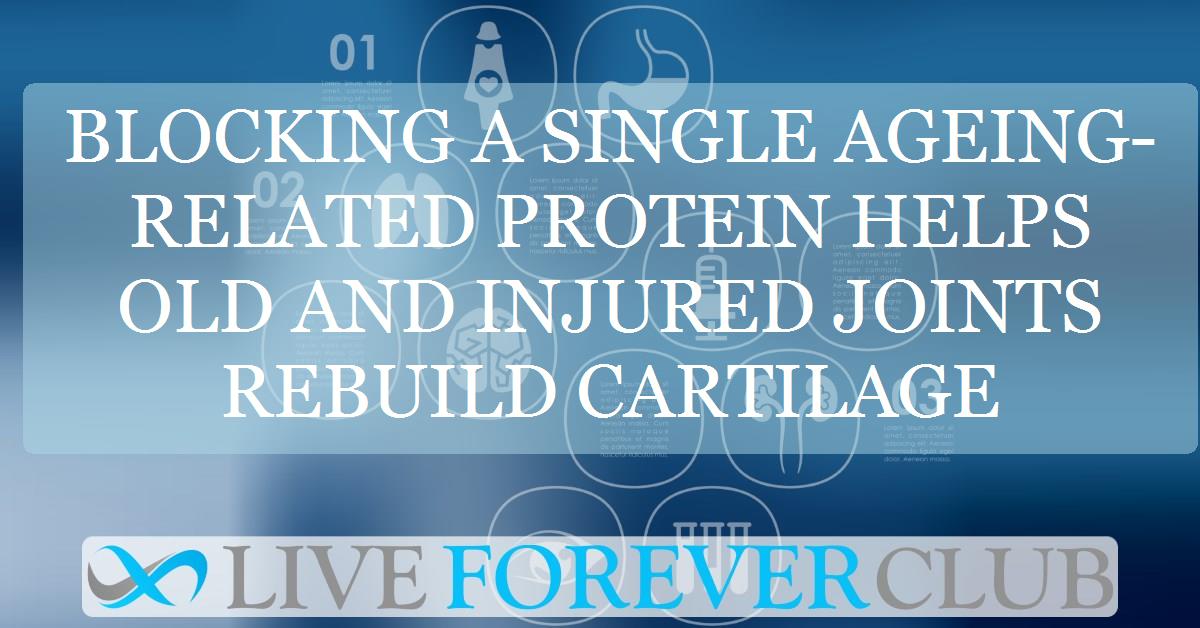 Blocking a single ageing-related protein helps old and injured joints rebuild cartilage