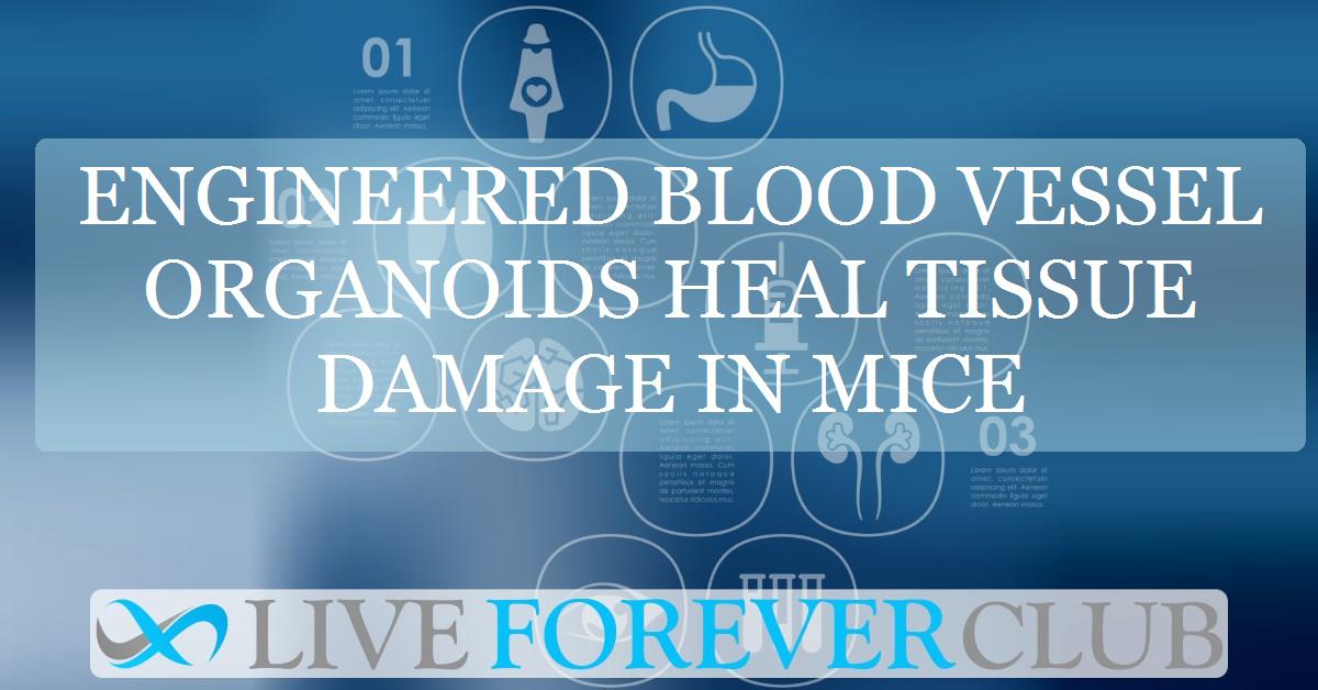 Engineered blood vessel organoids heal tissue damage in mice