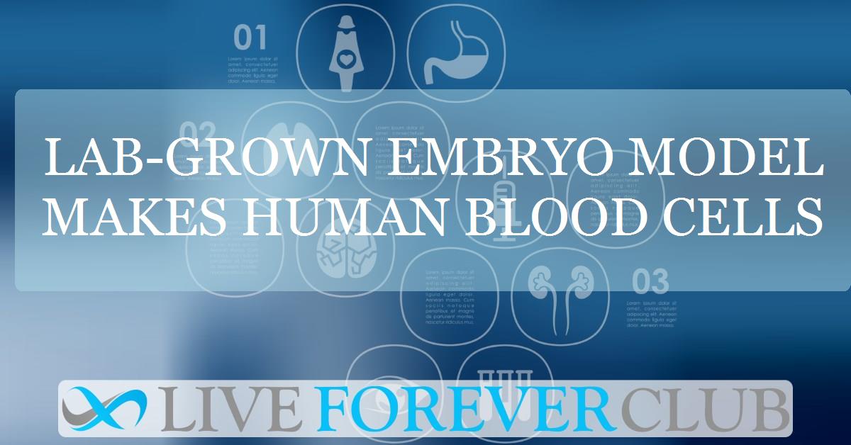 Lab-grown embryo model makes human blood cells