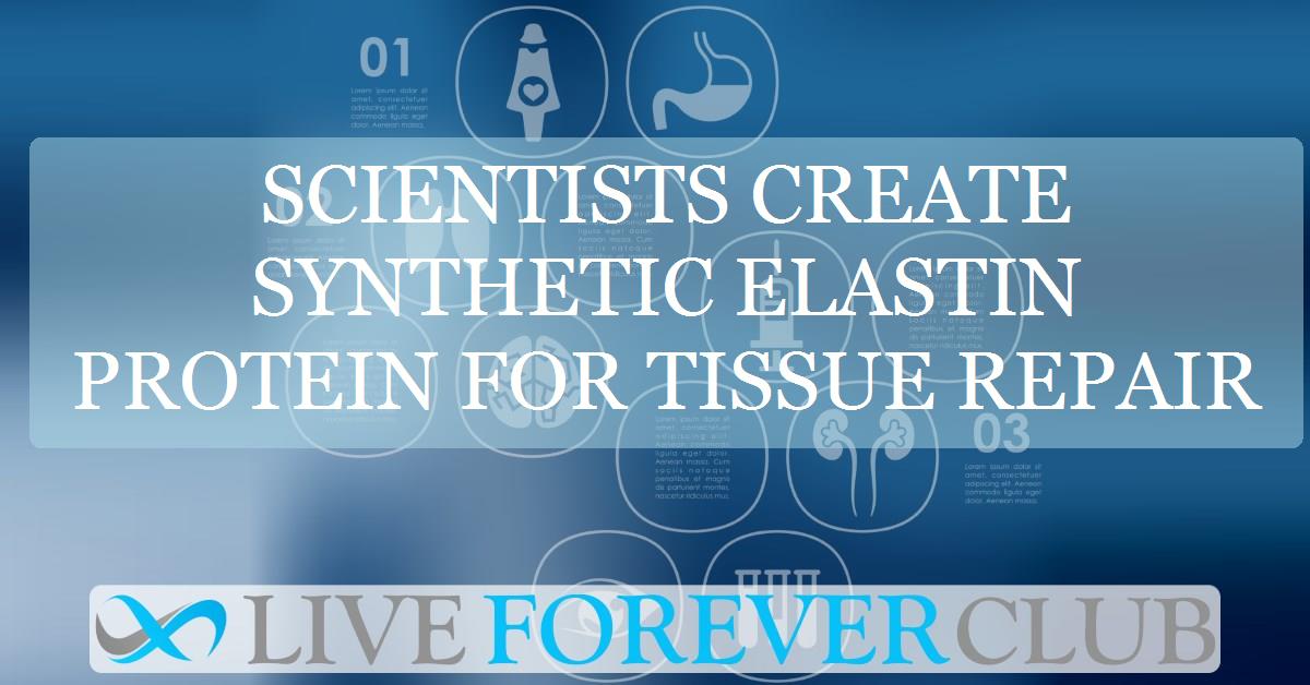 Scientists create synthetic elastin protein for tissue repair
