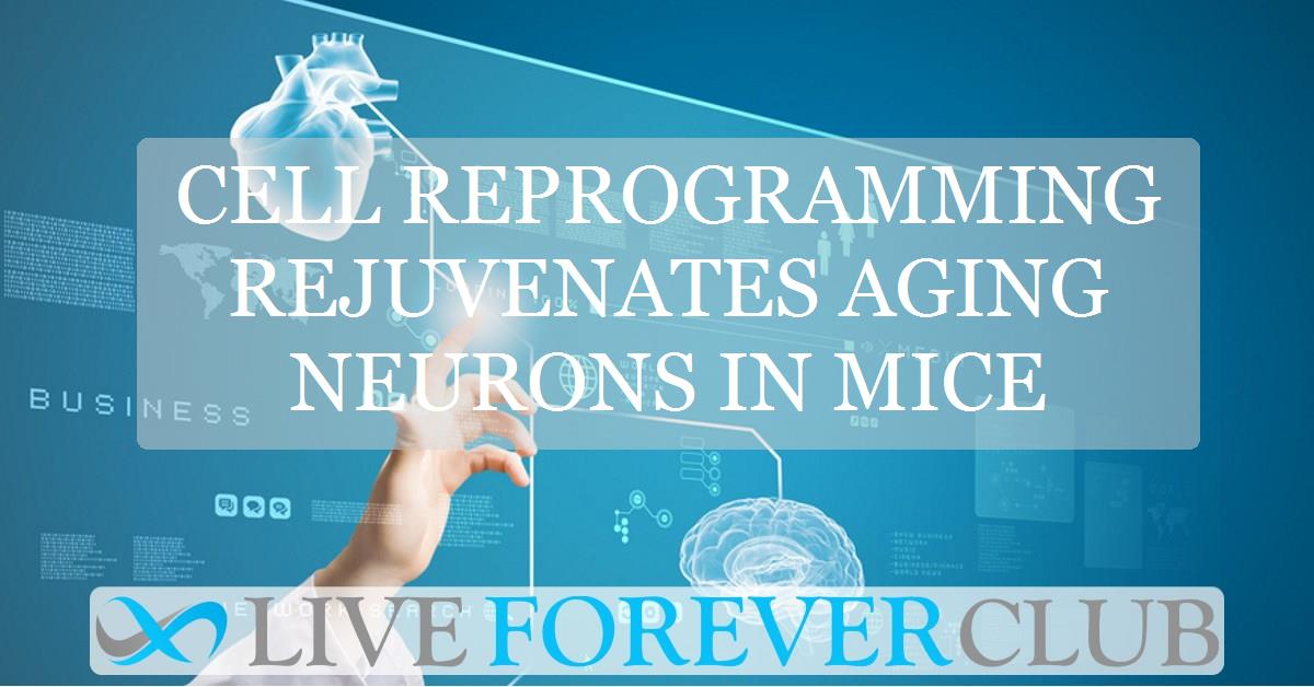 Cell reprogramming rejuvenates ageing neurons in mice