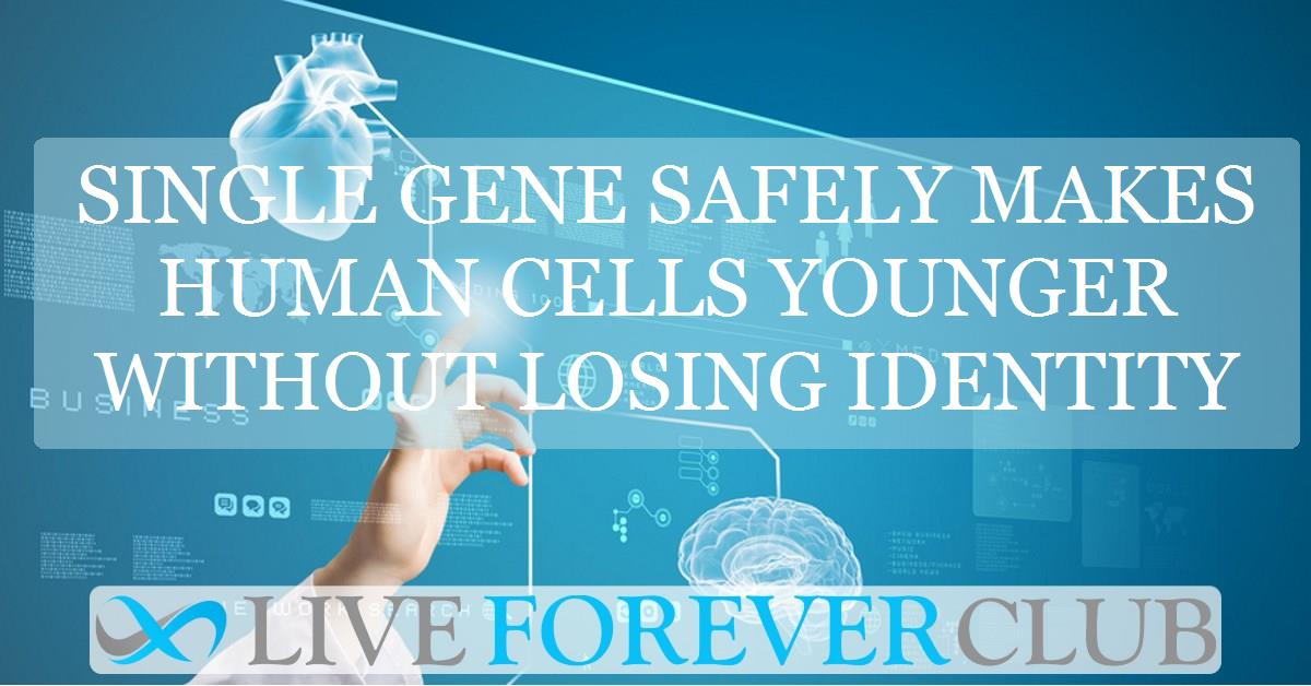 Single gene safely makes human cells younger without losing identity