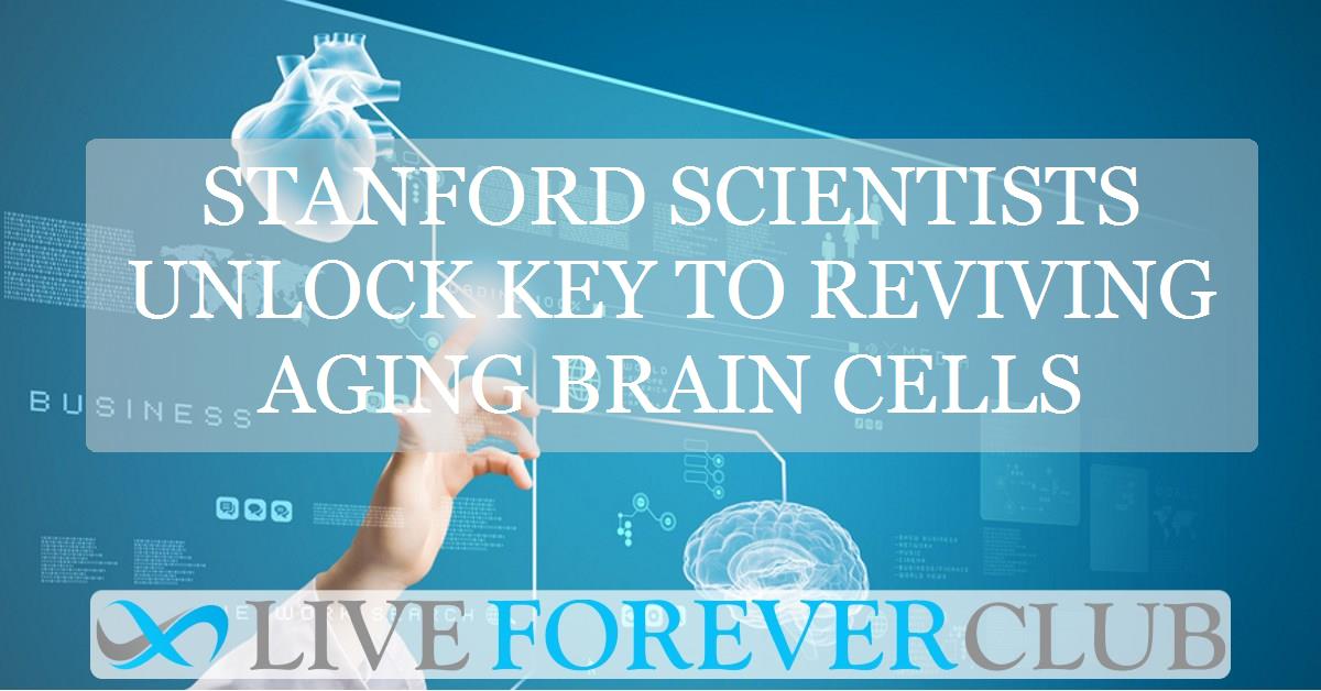 Stanford scientists unlock key to reviving ageing brain cells