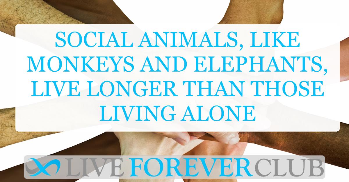 Social animals, like monkeys and elephants, live longer than those living alone