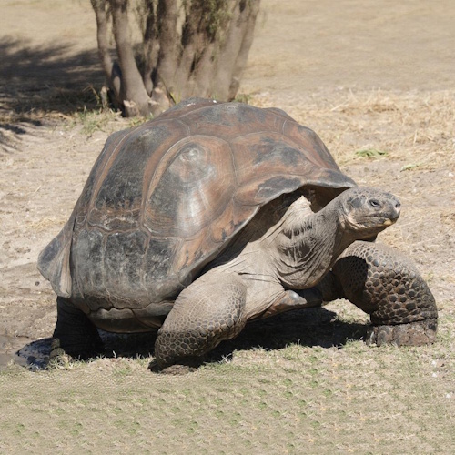 More Long-Lived Reptiles information, news and resources