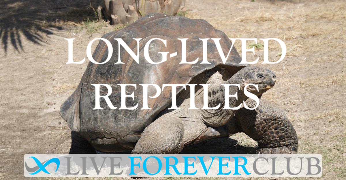 Long-Lived Reptiles