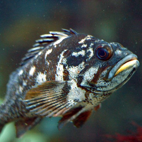 Rockfish that lives more than 200 years unveiled genes for longevity