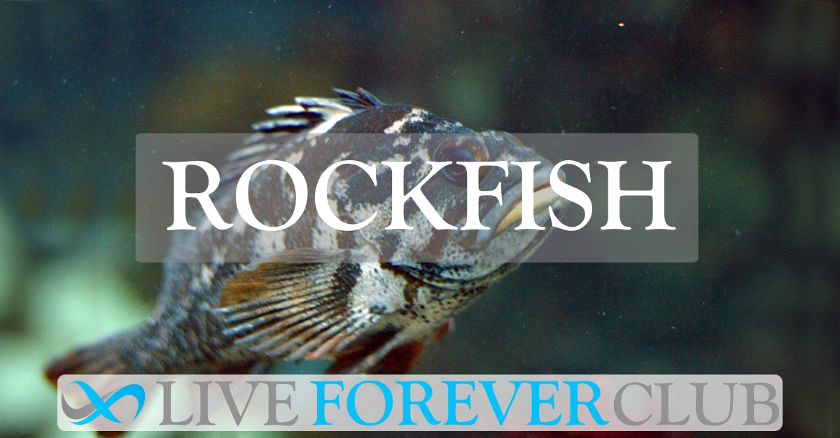 Rockfish