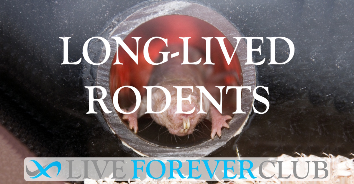 Long-Lived Rodents