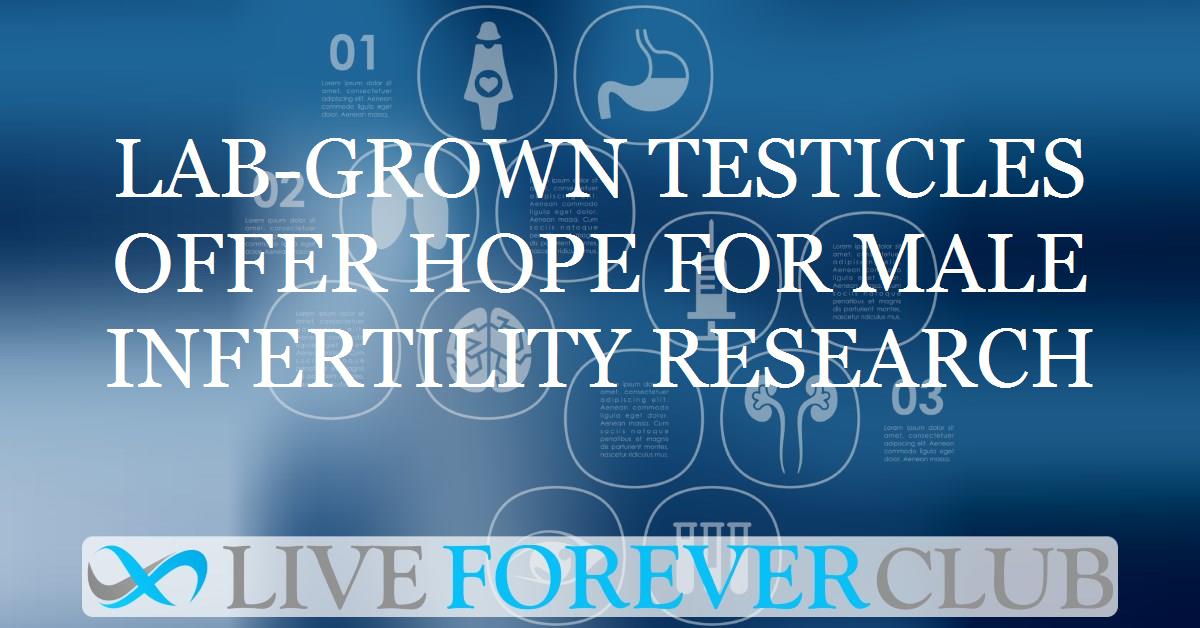 Lab-grown testicles offer hope for male infertility research