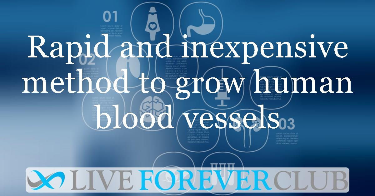 Scientists design a rapid and inexpensive method to grow human blood vessels