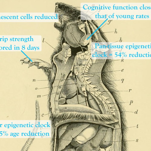 Age Reversal in Mammals – Has This Now Been Achieved?