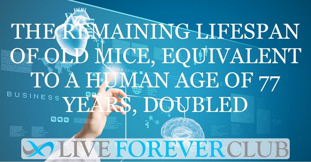 The remaining lifespan of old mice, equivalent to a human age of 77 years, doubled