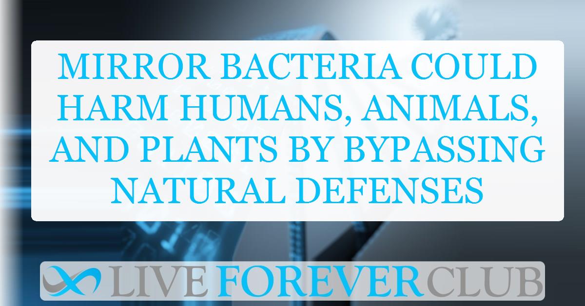 Mirror bacteria could harm humans, animals, and plants by bypassing natural defenses