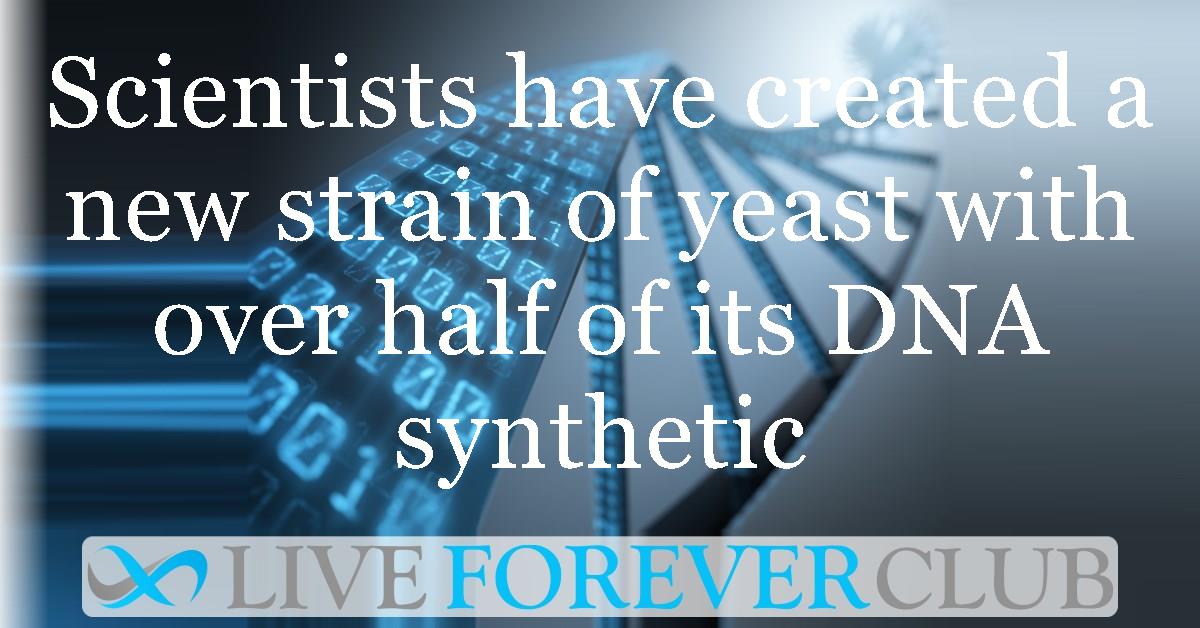Scientists have created a new strain of yeast with over half of its DNA synthetic