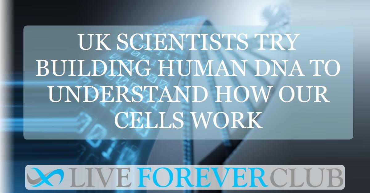 UK scientists try building human DNA to understand how our cells work