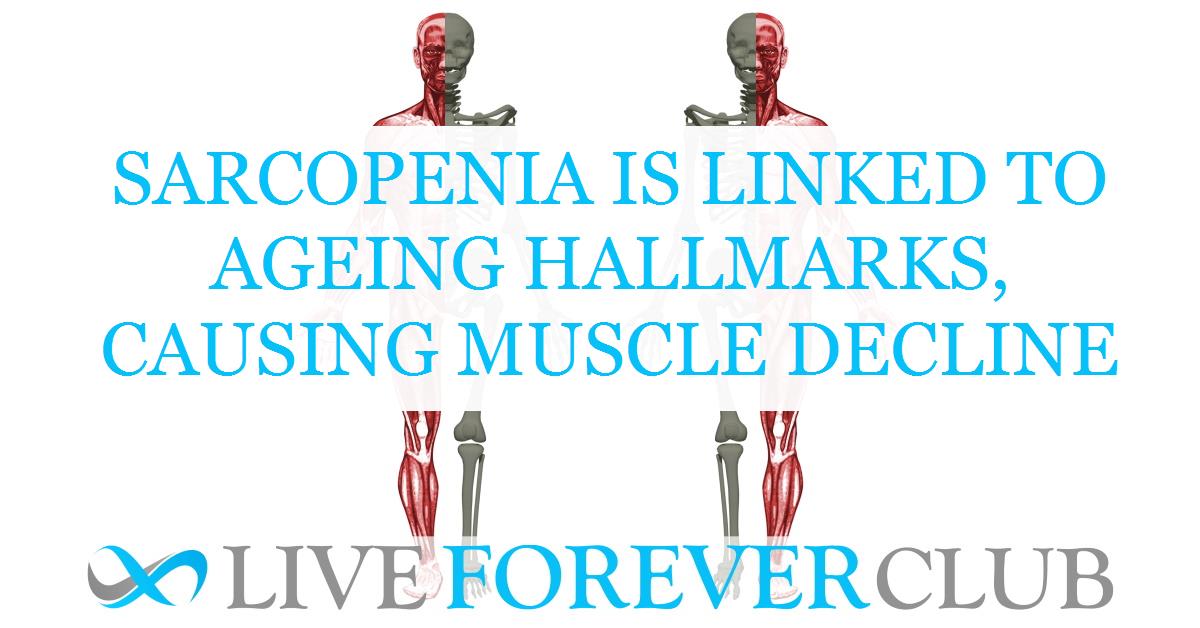 Sarcopenia is linked to ageing hallmarks, causing muscle decline