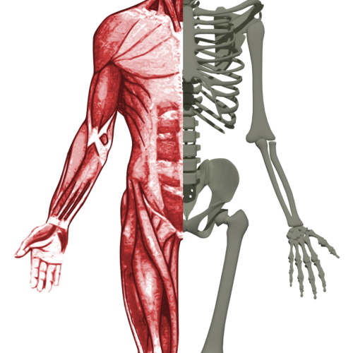 Sarconeos BIO101 in development for the treatment of Sarcopenia by Biophytis