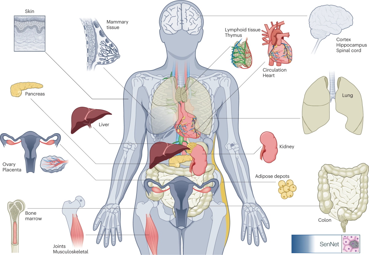 Cellular Senescence Network (SenNet) to identify and characterize senescent cells