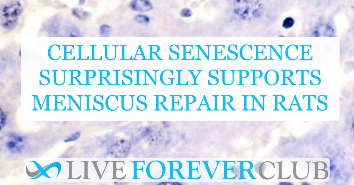 Cellular senescence surprisingly supports meniscus repair in rats