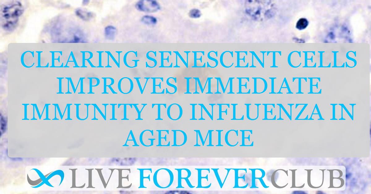 Clearing senescent cells improves immediate immunity to influenza in aged mice