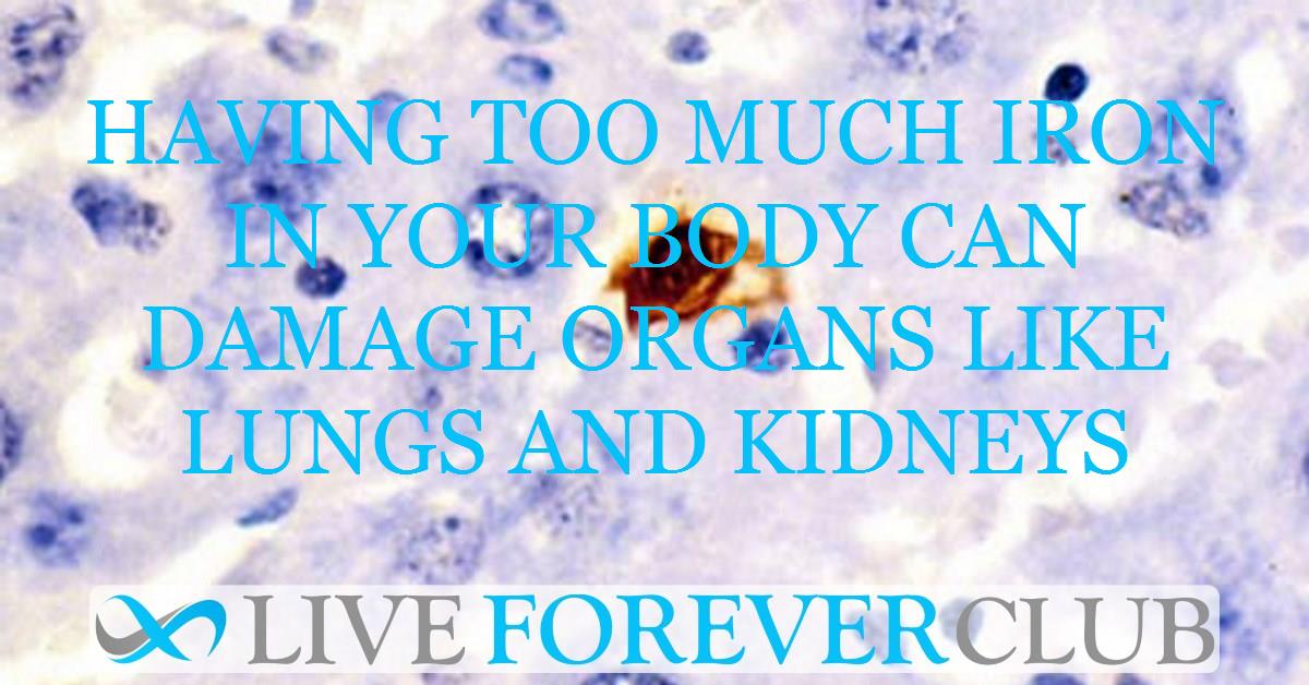 Having too much iron in your body can damage organs like lungs and kidneys