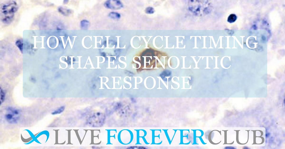 How cell cycle timing shapes senolytic response