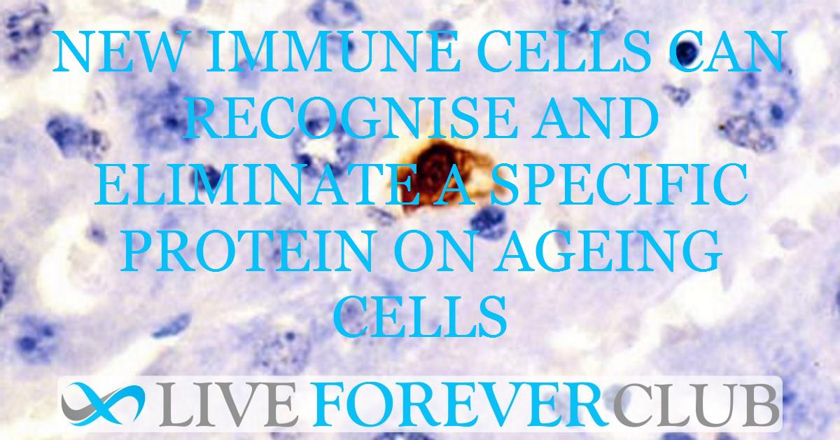New immune cells can recognise and eliminate a specific protein on ageing cells