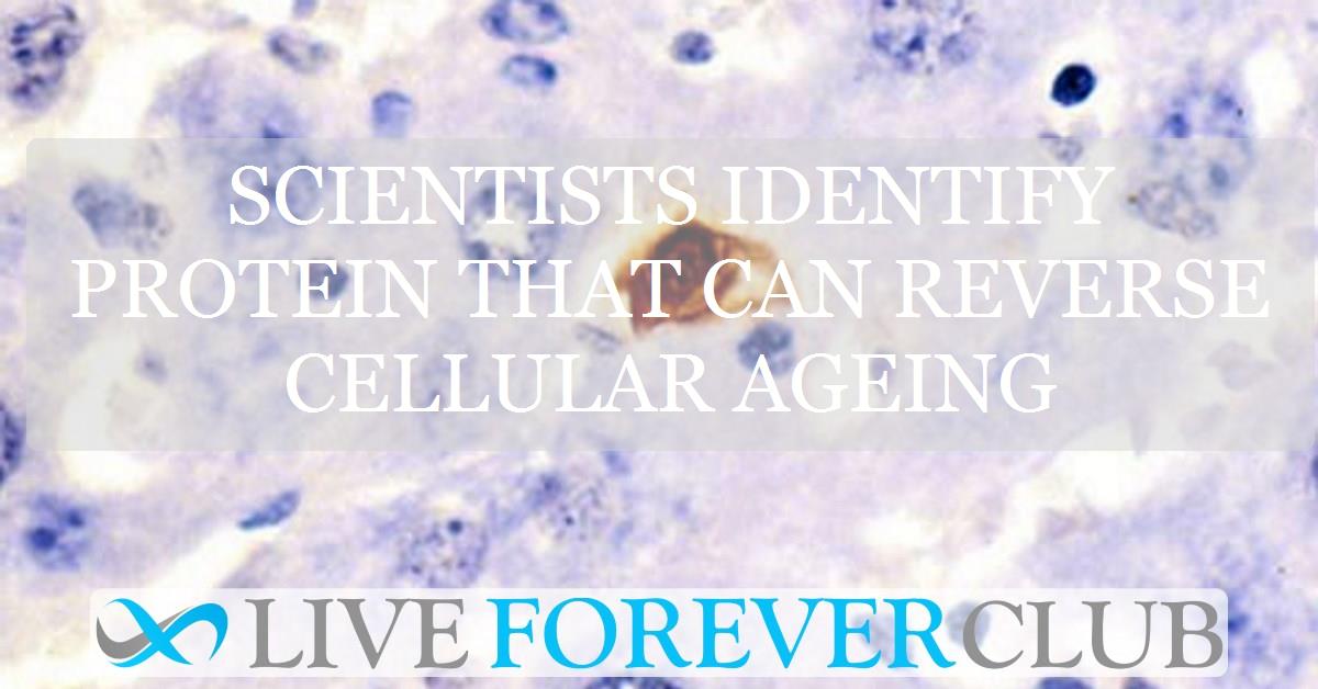 Scientists identify protein that can reverse cellular ageing