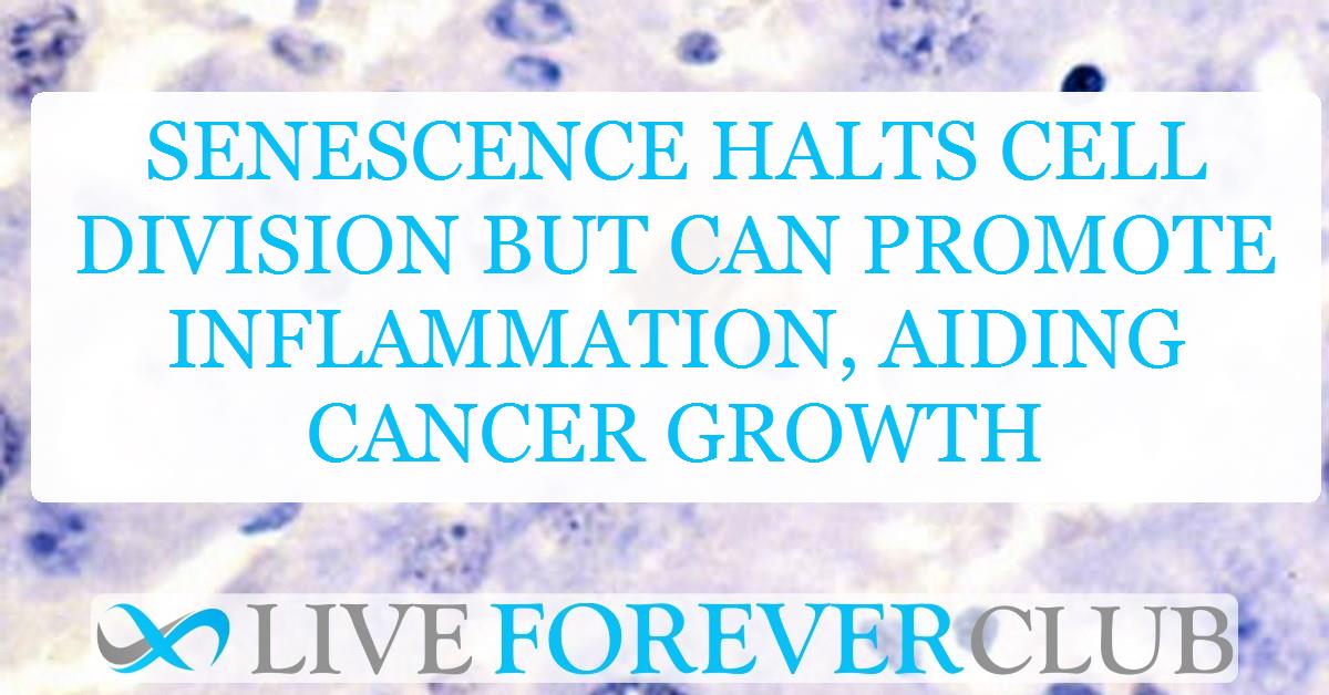 Senescence halts cell division but can promote inflammation, aiding cancer growth