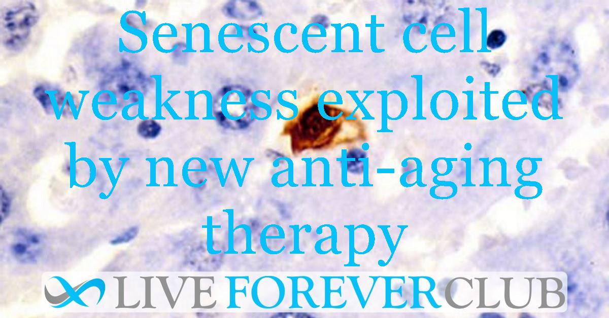 Senescent cell weakness exploited by new anti-aging therapy