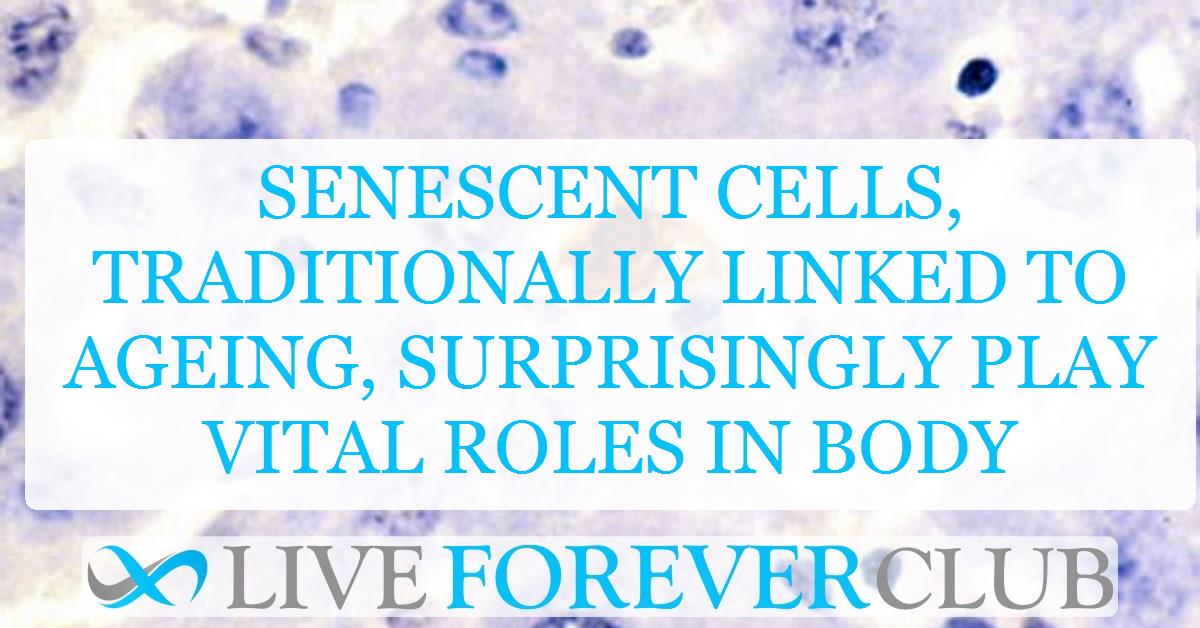 Senescent cells, traditionally linked to ageing, surprisingly play vital roles in body