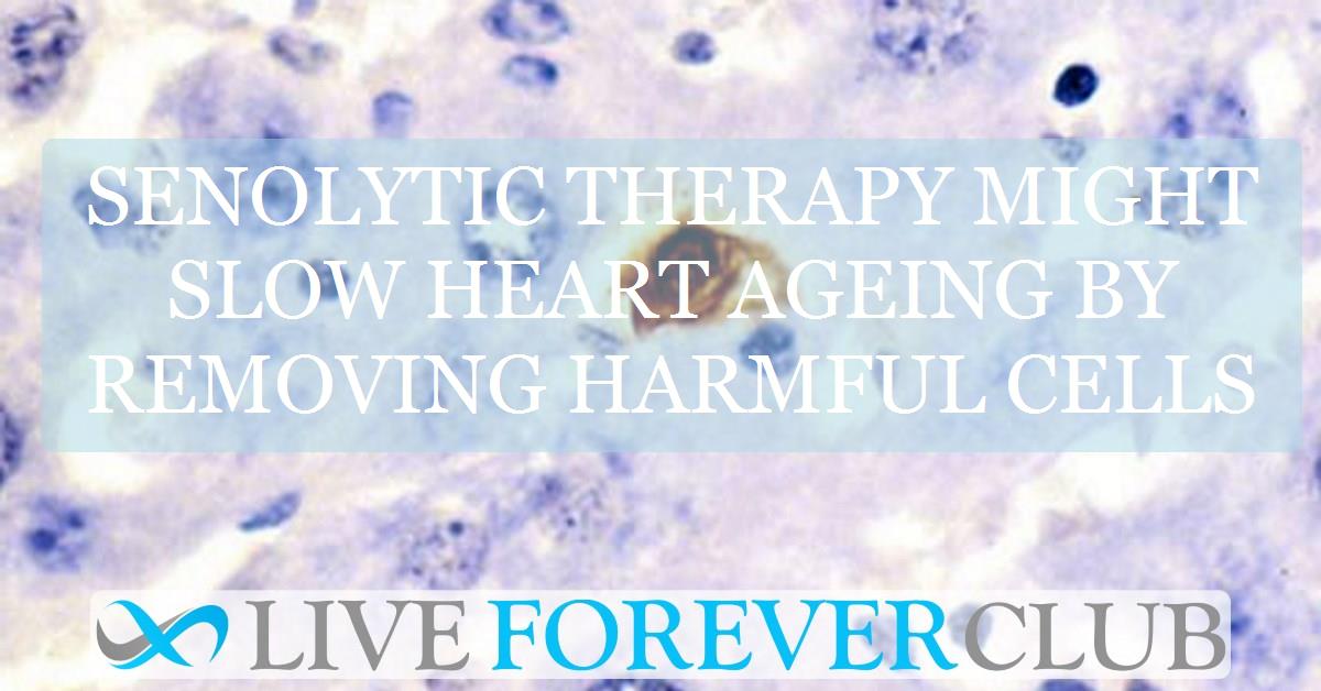 Senolytic therapy might slow heart ageing by removing harmful cells