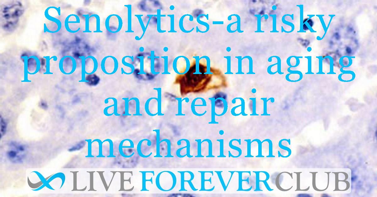Senolytics-a risky proposition in aging and repair mechanisms