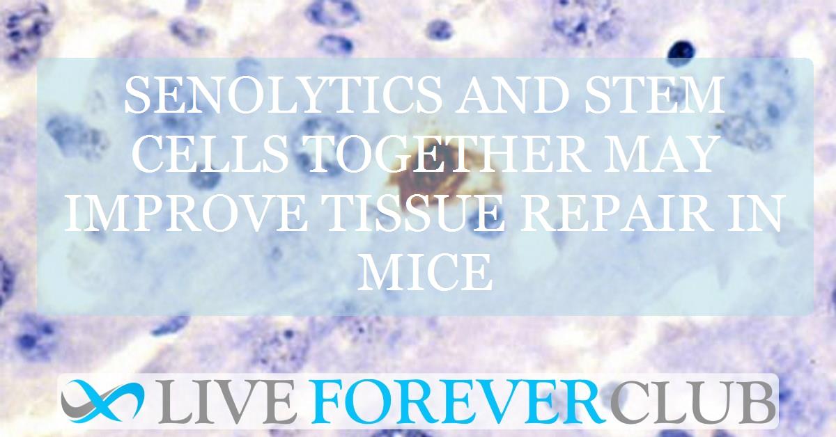 Senolytics and stem cells together may improve tissue repair in mice