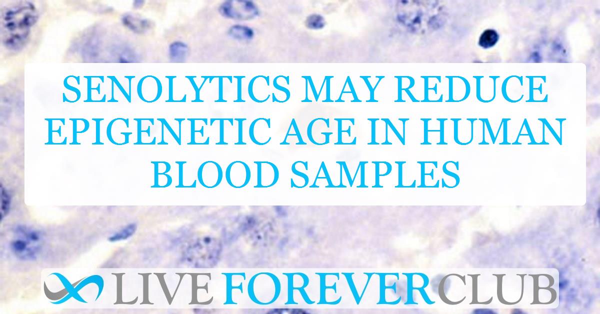 Senolytics may reduce epigenetic age in human blood samples